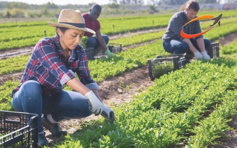Chương Trình AFIP Định Cư Canada: Làm Nông Nghiệp Ở Canada Có Gì Đặc Biệt?