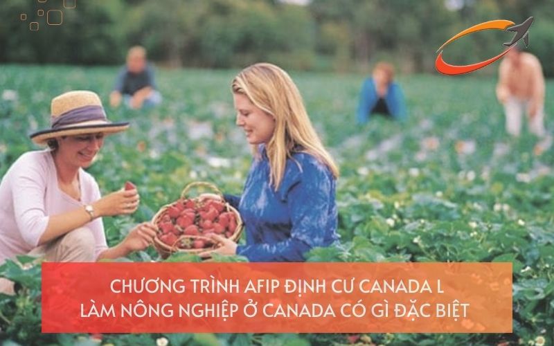 Chương Trình AFIP Định Cư Canada: Làm Nông Nghiệp Ở Canada Có Gì Đặc Biệt?